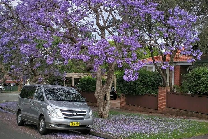 Sydney Secrets and Bondi Beach: 4-Hour Morning Private Tour photo 5