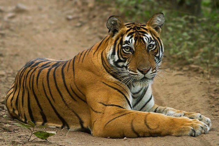 Golden Triangle and Ranthambore Tiger Safari: 8-Day Delhi–Agra–Jaipur Wildlife & Culture Tour photo 3