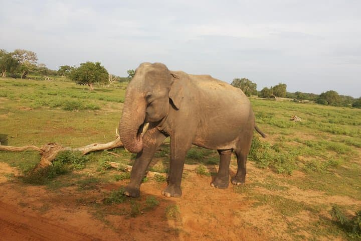 Udawalawe National Park Safari from Colombo — Elephant Encounters & Grassland Game Drive photo 2