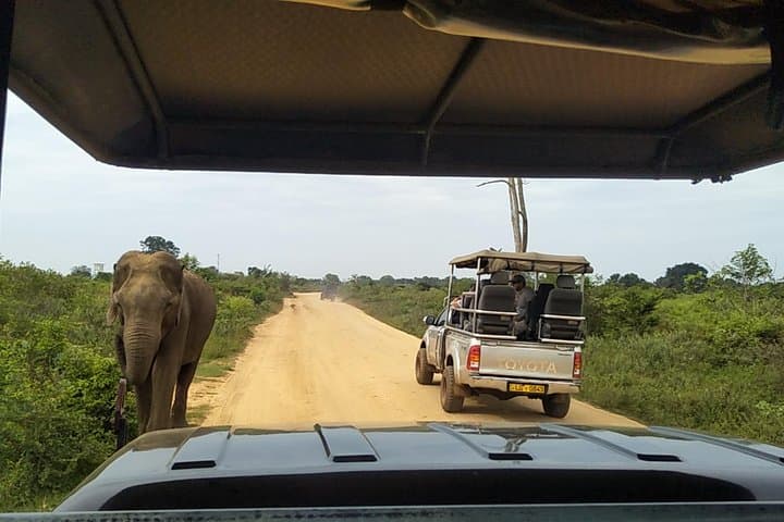 Udawalawe National Park Safari from Colombo — Elephant Encounters & Grassland Game Drive photo 3