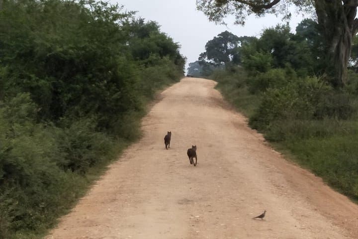 Udawalawe National Park Safari from Colombo — Elephant Encounters & Grassland Game Drive photo 4