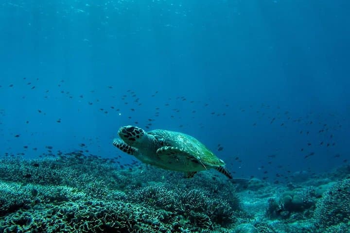Nusa Penida Snorkeling: Manta Point, Crystal Bay & SD Reef Day Trip photo 5