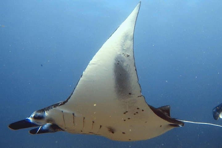 Nusa Penida Snorkeling: Manta Point, Crystal Bay & SD Reef Day Trip photo 2