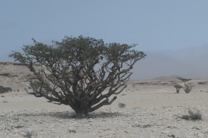 Rub al Khali Desert Safari from Salalah — Ubar, Incense Valley & Dune Day Trip photo 3