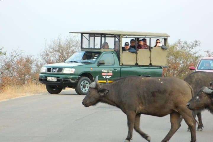 Full-Day Kruger National Park Safari from Hazyview — Big Five Game Drive photo 4