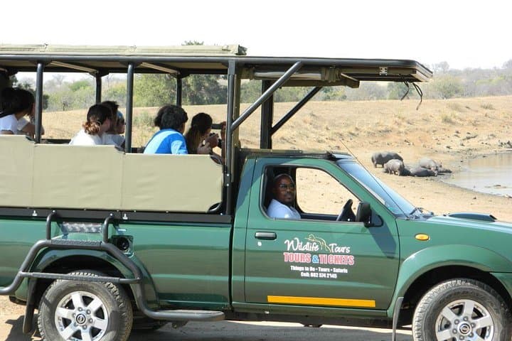 Afternoon Private Safari in Kruger National Park from Hazyview photo 5