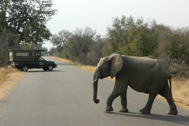 Half-Day Kruger Park Safari from Hazyview – Big Five Game Drive photo 4