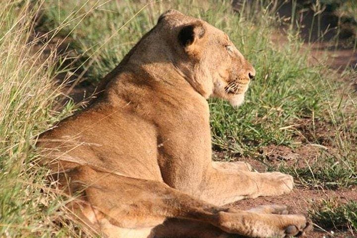 Full-Day Kruger National Park Safari from Hazyview — Big Five Game Drive photo 6
