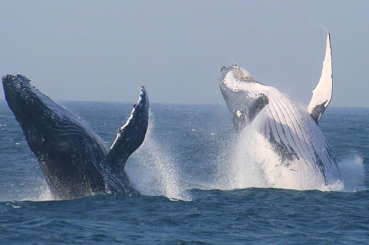 Cape Town Shark Cage Diving and Whale Watching — Full-Day Boat Combo photo 2