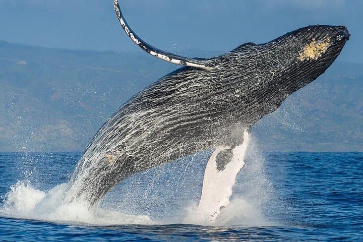 Cape Town Shark Cage Diving and Whale Watching — Full-Day Boat Combo photo 6