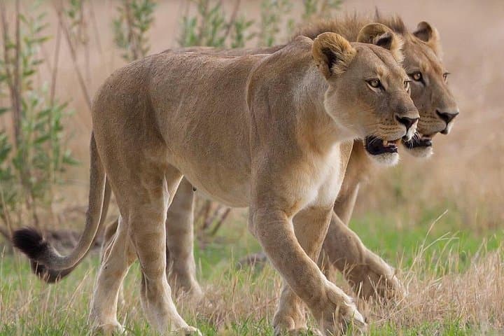Cape Town 3-Day: Aquila Safari, Winelands & Robben Island Tour photo 2