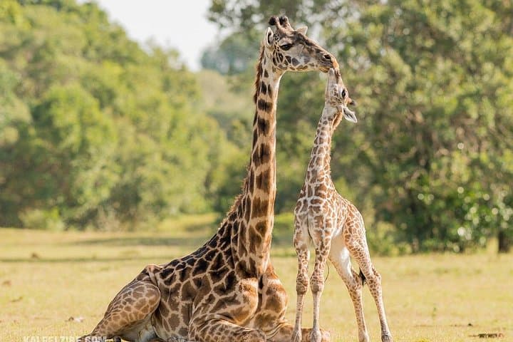 Cape Town 3-Day: Aquila Safari, Winelands & Robben Island Tour photo 4