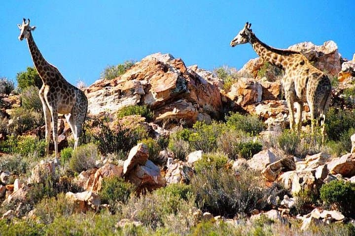 Cape Town 3-Day Highlights: Aquila Safari, Cape Peninsula & Constantia Wine Tour photo 4