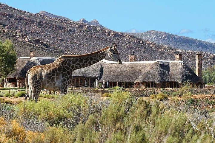 Cape Town 3-Day Highlights: Aquila Safari, Cape Peninsula & Constantia Wine Tour photo 5
