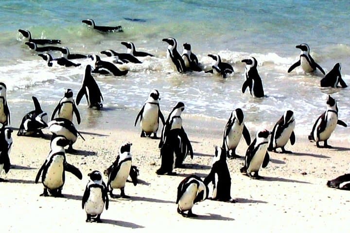 Cape Town 3-Day Adventure: Paragliding Over the Atlantic, Cape Peninsula Scenic Drive & Constantia Wine Tasting photo 5