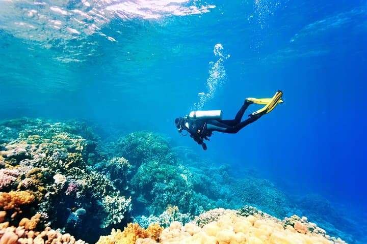 Bodrum Scuba Diving: Aegean Reef Dives & Clear-Water Excursions photo 5