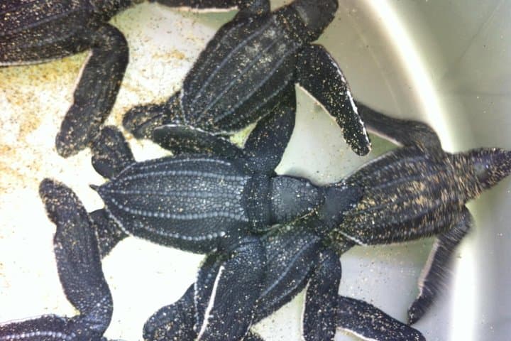 Puerto Escondido Turtle Release and Bioluminescent Lagoon Night Tour photo 2