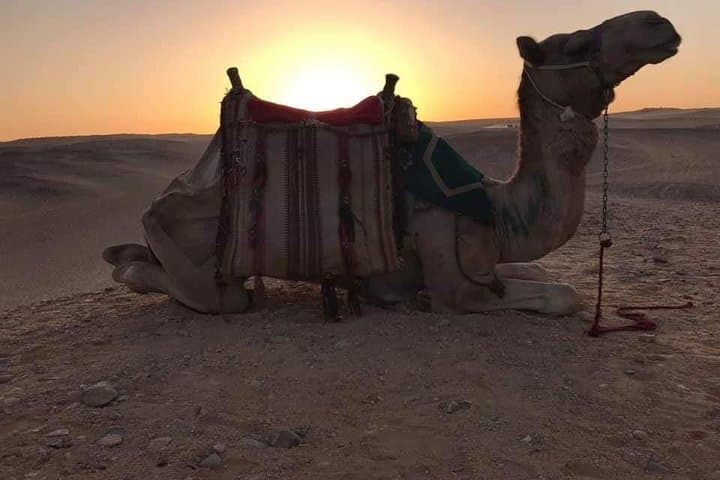 Sunset Camel Ride & Bedouin Dinner at the Giza Pyramids — Private Evening Tour photo 4