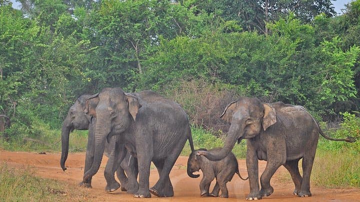 Udawalawe Safari from Ella — Jeep Safari to See Wild Elephants