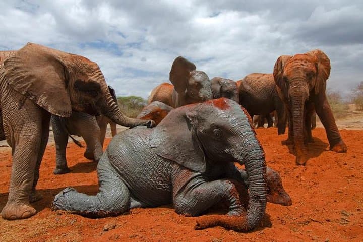 5-Day Amboseli & Tsavo Wildlife Safari from Nairobi photo 2