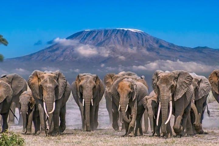 5-Day Amboseli & Tsavo Wildlife Safari from Nairobi photo 5