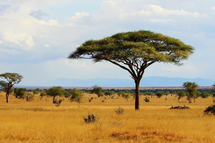 5-Day Amboseli & Tsavo Wildlife Safari from Nairobi photo 6