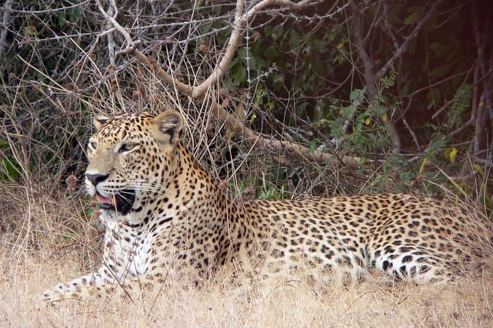 Yala National Park Safari from Ella — Dawn & Dusk Jeep Safari to Spot Leopards photo 3