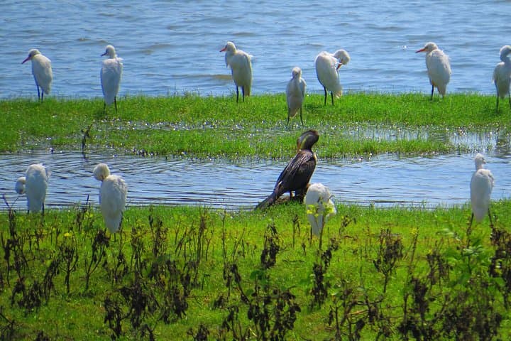 Yala National Park Safari from Ella — Dawn & Dusk Jeep Safari to Spot Leopards photo 4