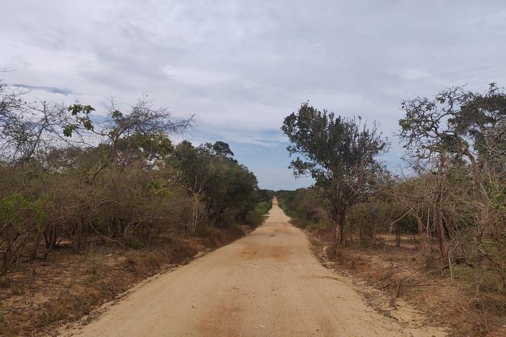 Yala National Park Safari from Ella — Dawn & Dusk Jeep Safari to Spot Leopards photo 6