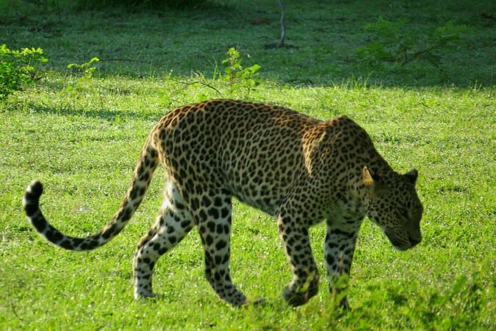Yala National Park Safari from Ella — Dawn & Dusk Jeep Safari to Spot Leopards
