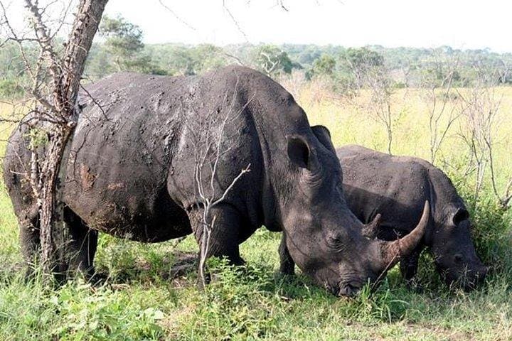 Private Kruger Safari from Hazyview — Full-Day Big Five Game Drive photo 3