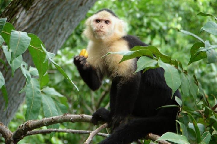 Ecological Panama: 6-Day Nature Tour from Panama City photo 3