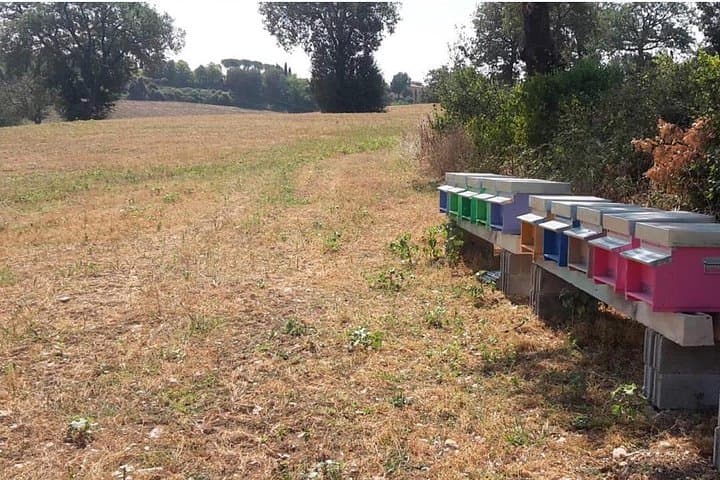 Umbria Honey Tour & Tasting at the Macciano Olive Tree