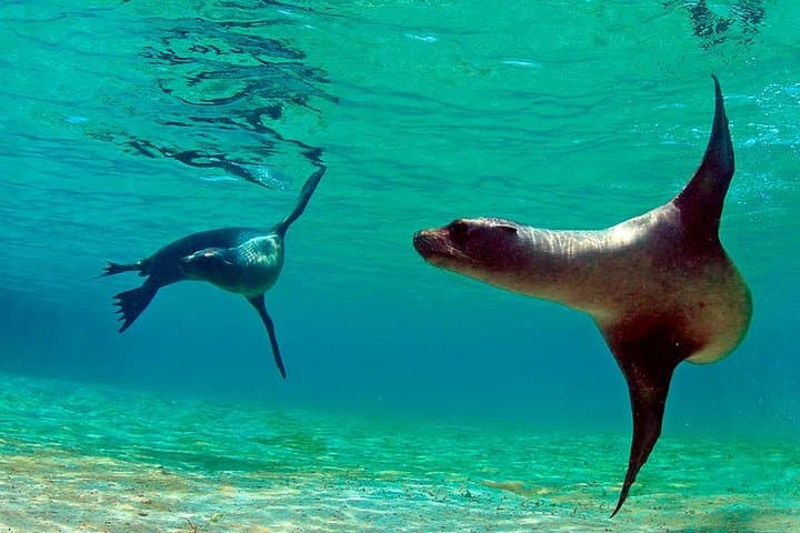 Full-Day Snorkel & Fishing Trip to Pinzón Island and La Fe/Las Palmas — Galápagos photo 6