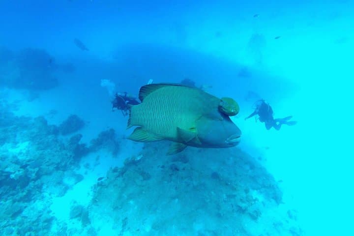 Intro Scuba Diving in Hurghada: Beginner Dives on the Red Sea Reefs photo 2