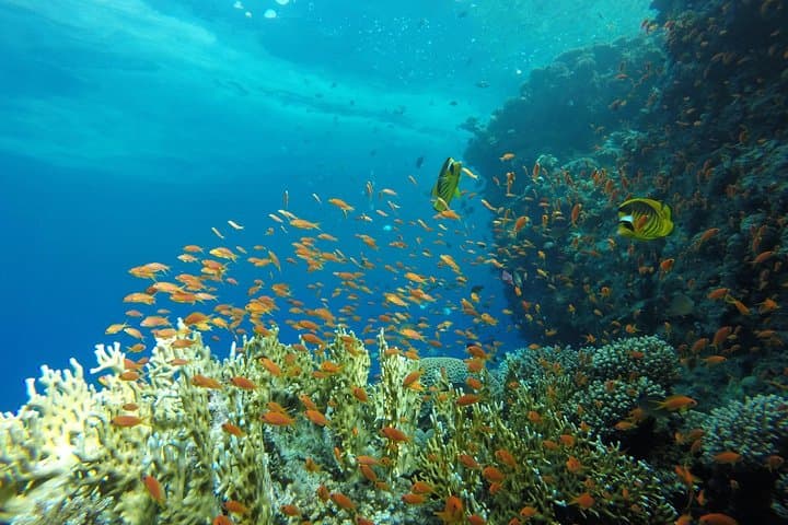 Intro Scuba Diving in Hurghada: Beginner Dives on the Red Sea Reefs photo 3