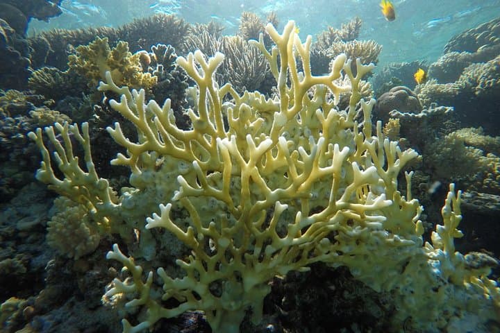 Intro Scuba Diving in Hurghada: Beginner Dives on the Red Sea Reefs photo 4