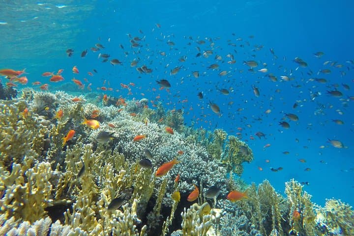Intro Scuba Diving in Hurghada: Beginner Dives on the Red Sea Reefs photo 5