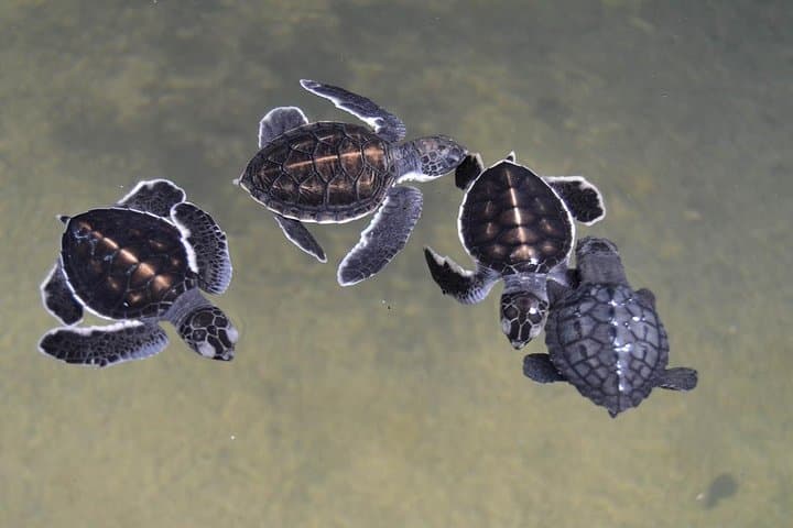 Galle Day Tour: Boat Safari, Stilt Fishing, Sea Turtles & Moonstone Mine photo 6