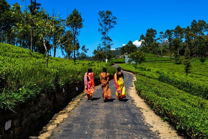 Lipton's Seat & Dambatenna Tea Factory: Haputale Plantation Walk and Panoramic View photo 2