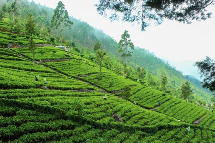 Lipton's Seat & Dambatenna Tea Factory: Haputale Plantation Walk and Panoramic View photo 3