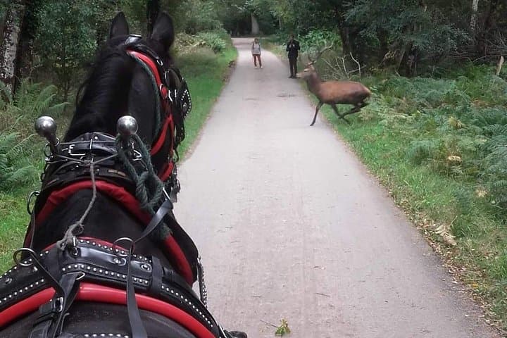 Exploring Killarney National Park by Jaunting Car: Scenic Routes and Timeless Views