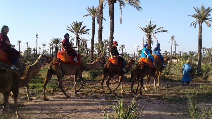 Sunset Camel Ride in Marrakech Palmeraie — Palm Grove Trek & Berber Tea