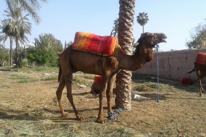 Sunset Camel Ride in Marrakech Palmeraie — Palm Grove Trek & Berber Tea photo 2