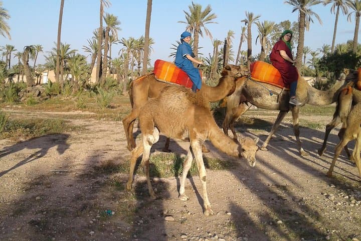 Sunset Camel Ride in Marrakech Palmeraie — Palm Grove Trek & Berber Tea photo 5