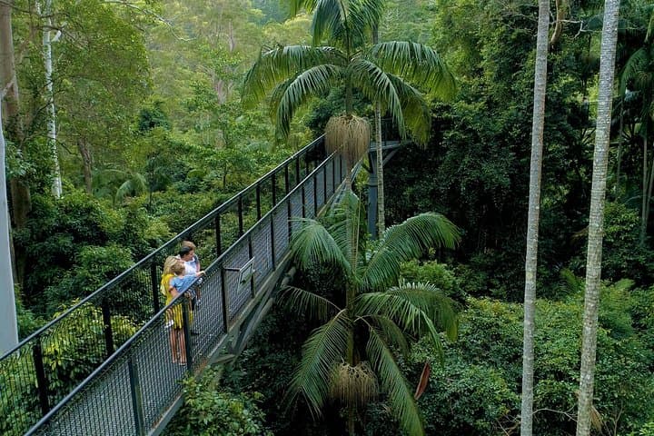 Springbrook Natural Bridge & Mt Tamborine Skywalk: Glow Worm Cave, Rainforest Walks and Scenic Lookouts photo 3