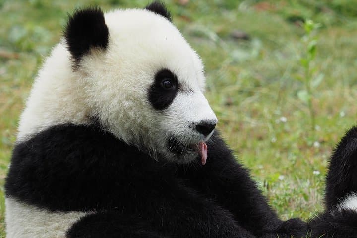 Chengdu Panda Base & City Highlights: One-Day Panda Encounter and Historic Chengdu