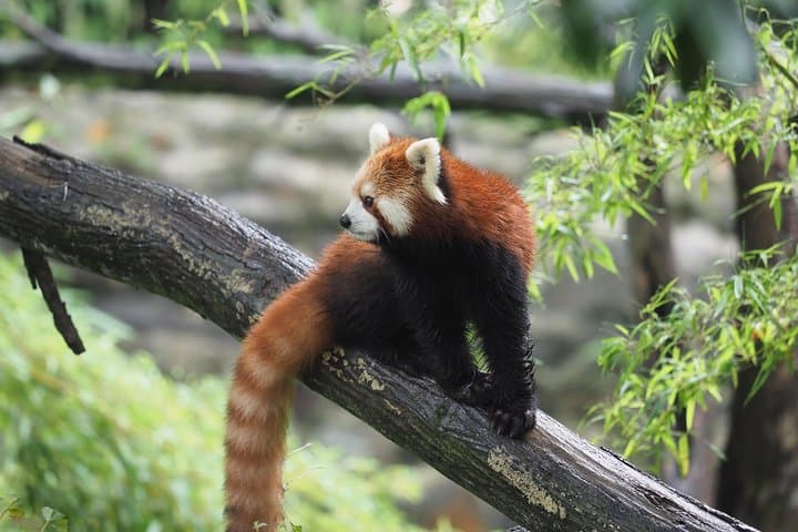 Chengdu Panda Base & City Highlights: One-Day Panda Encounter and Historic Chengdu photo 2