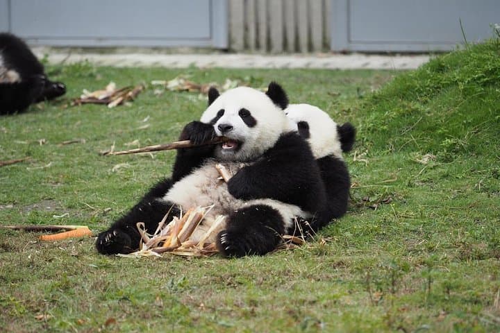 Chengdu Panda Base & City Highlights: One-Day Panda Encounter and Historic Chengdu photo 3