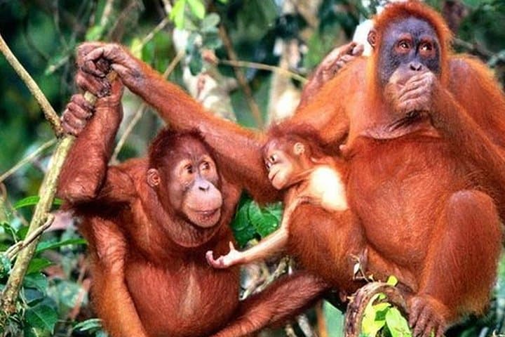 Orang Utan Island Day Tour: Bukit Merah Orangutan Sanctuary from Kuala Lumpur photo 2